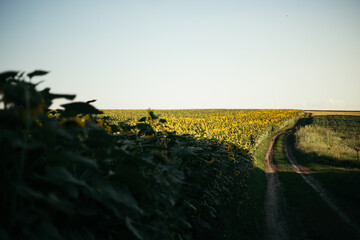 a road in a field despite a huge sunflower plantation
