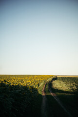 a road in a field despite a huge sunflower plantation
