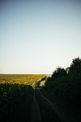 a road in a field despite a huge sunflower plantation