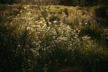 grass in the field during sunset