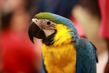 blue and yellow macaw