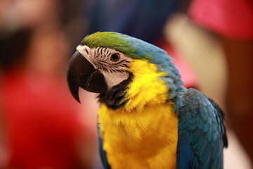 blue and yellow macaw