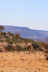 Naklejka premium antelope in the desert
