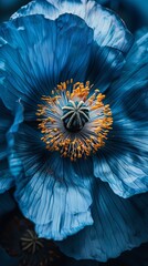 Close up of a beautiful Blue Poppy Lingholm flower. Creative banner. Copyspace image