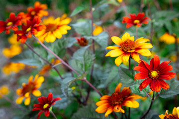 Summer garden flowers wallpaper Heliopsis helianthoides is a species of flowering plant in the family Asteraceae, known by the common names smooth oxeye and false sunflower Inspired Wallpaper