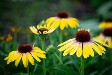 purple coneflower Echinacea purpurea amazing yellow flower in summer garden, Garden-Inspired Wallpaper or Desktop Background