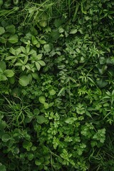 Close-up of green plants