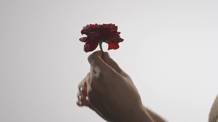 Young man hand with flower shot, candid intimacy feeling, man holding tender red rose and touching the petals. Love and passion concept.