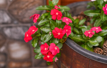 periwinkle is a red flower. close-up