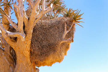The Giant Communal Bird Nests of Sociable Weavers on quiver tree, South Africa
