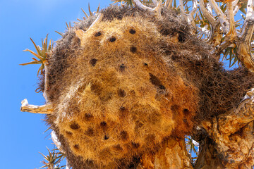 The Giant Communal Bird Nests of Sociable Weavers on quiver tree, South Africa