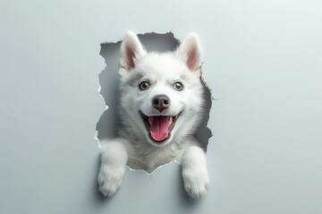Fototapeta premium A happy husky breaks through a white wall with a hole in the middle, cute