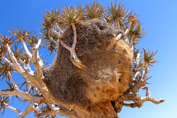 The Giant Communal Bird Nests of Sociable Weavers on quiver tree, South Africa