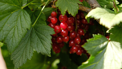 Clusters of ripe red currants hang on a bush. Healthy food concept. Growing plants and berries in the garden. The berries of red currant as a nutrition with vitamins for vegan. 