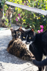 A cat in the Turkish city of Kash