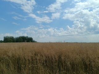 Field in somewhere. Countryside. Open field. Summertime. Unusual.