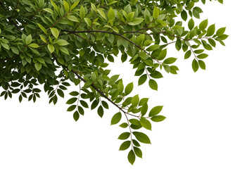 Artistic Green Leaves