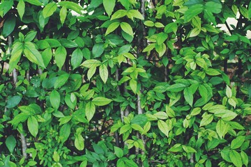 Beautiful green leaves background. Natural creative layout for wallpaper and advertising. 