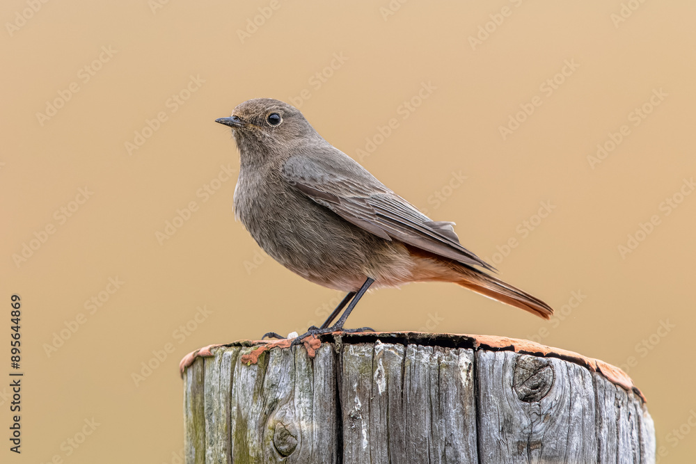 Canvas Prints black redstart female bird