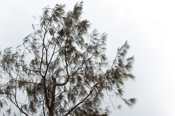 tree branches and dense leaves with a bright sky as the background