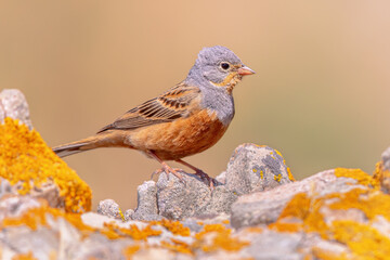 Cretzschmars bunting singing on rock