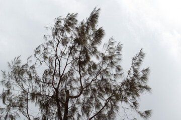 tree branches and dense leaves with a bright sky as the background