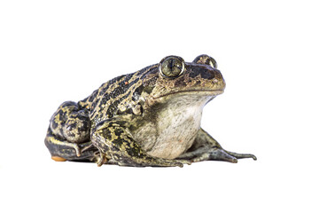 Fototapeta premium Eastern spadefoot toad on white background
