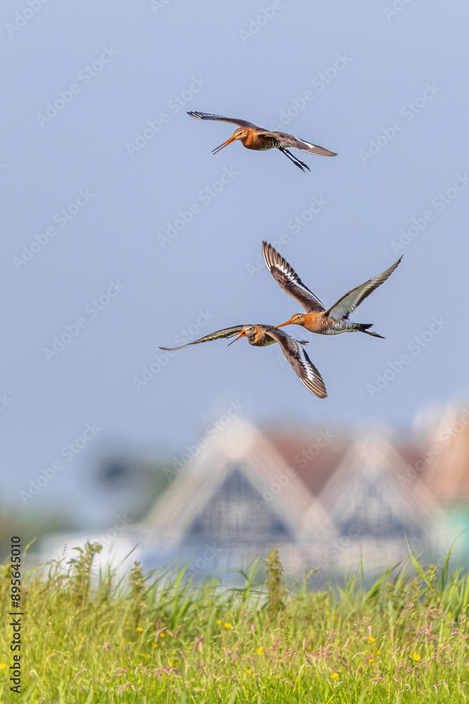 Canvas Prints Godwits in territorial fight