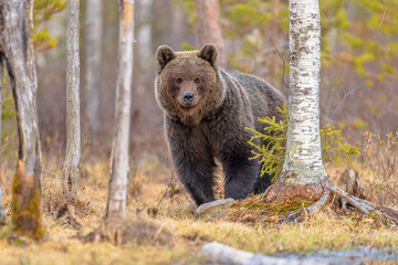 Eurasian brown bear waking up from hibernation