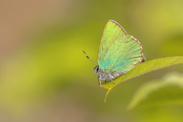 Green hairstreak butterfly