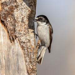 European pied flycatcher at nesting site