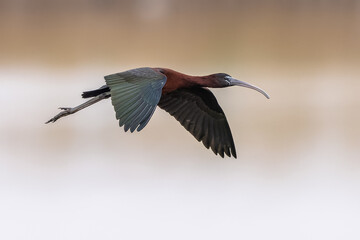 Glossy ibis flying in habitat