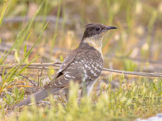 Great Spotted Cuckoo on migration