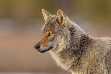 Portrait Eurasian Wolf looking sideview