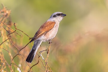 Red Backed Shrike perched on branch