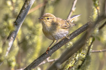 Willow warbler in willow tree