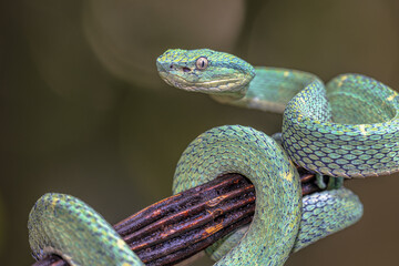 Side striped Palm Viper on branch