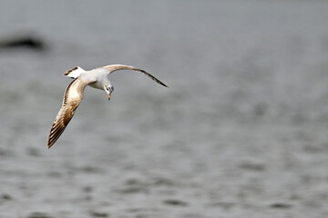 Schwarzkopfmöwe // Mediterranean gull (Ichthyaetus melanocephalus) - Bulgarien