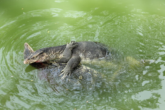 monitor lizard fighting in water