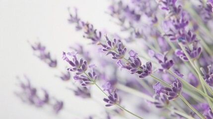 elegant bouquet of lavender sprigs their purple blooms contrast beautifully against a crisp white background delicate stems and buds create a fragrant rustic charm