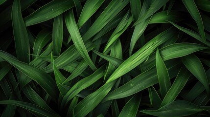 Obraz premium Green grass leaf texture in a dark tone, accented with a dark border vignette for a stylish and immersive background