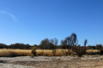 landscape with trees