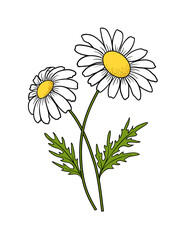 Chamomile. Flower with leaves. Painted chamomile on a white background. Hand drawn vector illustration for your design.
