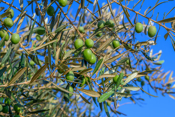 Close-Up of Olives growing on tree