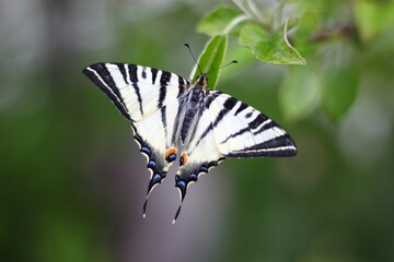 butterfly on a flower