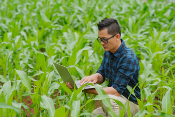 Businessman farmer uses tablet to view image of wheat plant in fertile soil