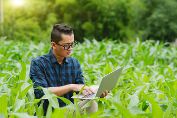 Businessman gardener using tablet Viewing potato plant picture of potato leaves in harvest season in fertile soil