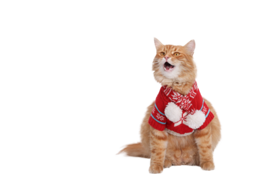 Ginger Cat looks away. Santa cat in Christmas festive outfit on a white background. surprised or hungry cat with its mouth open. Merry Christmas. Xmas Greeting card. Beautiful Winter Holiday postcard.