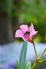  bumblebee bee on flower in home garden 