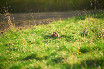 Two pheasants in a lush green meadow on a sunny spring day